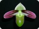 Paph. violascens